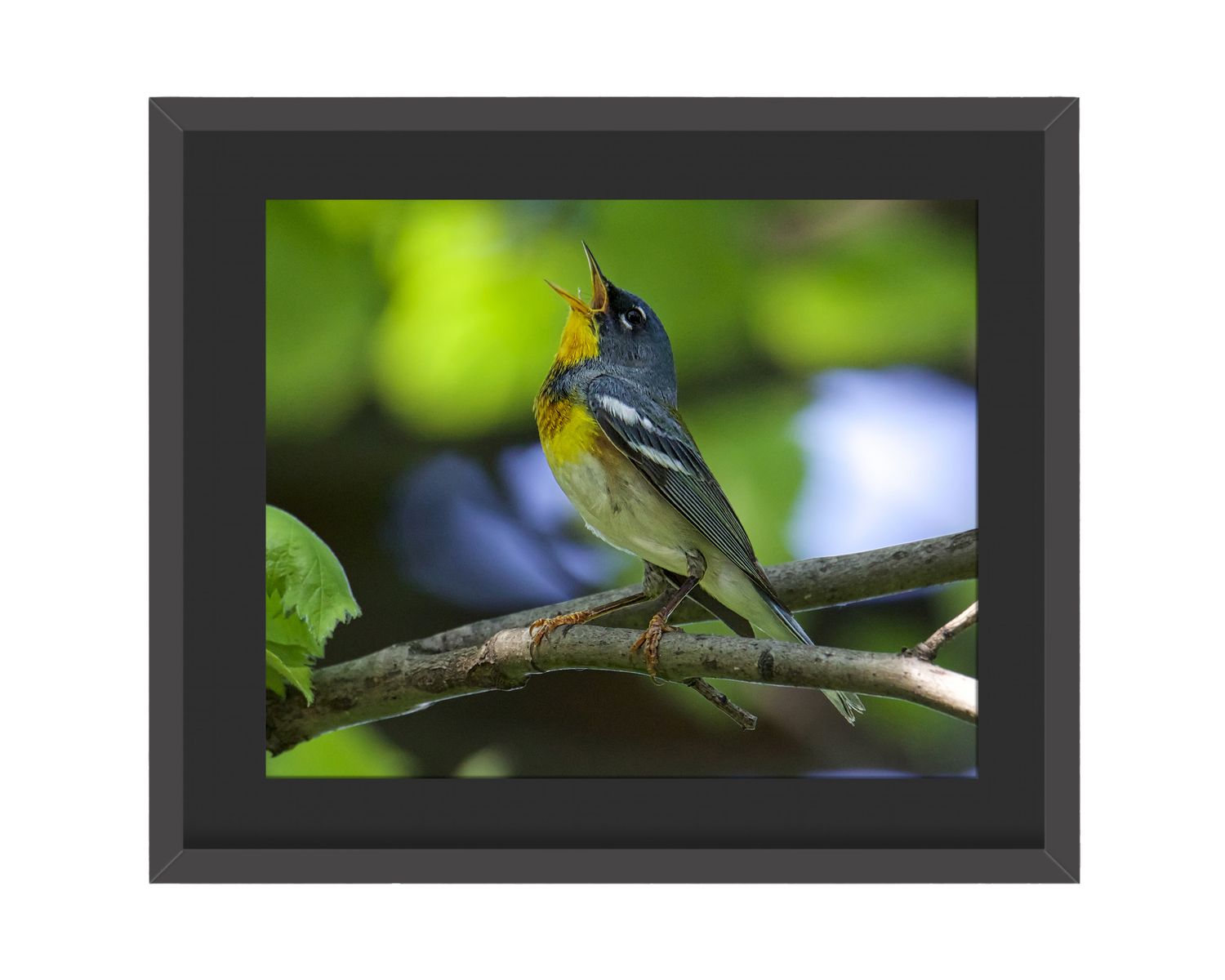 Northern Parula Framed Print