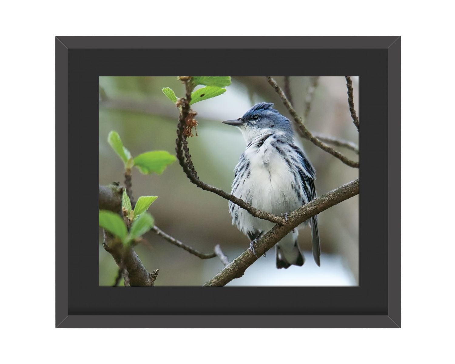 Cerulean Warbler Framed Print