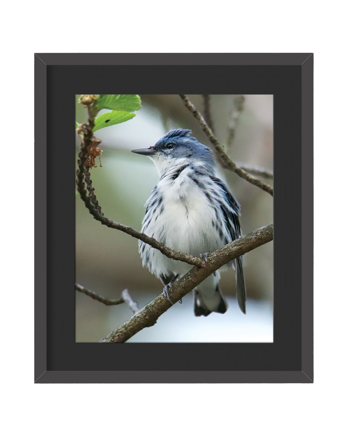 Cerulean Warbler Framed Print