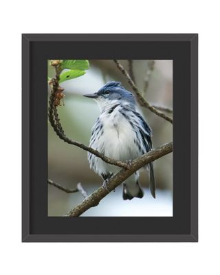 Cerulean Warbler Framed Print