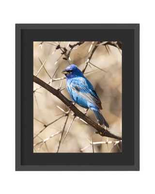 Indigo Bunting Framed Print