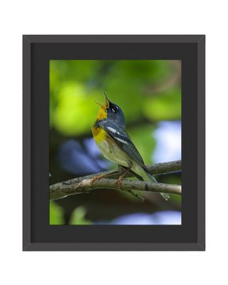 Northern Parula Framed Print