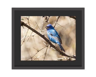 Indigo Bunting Framed Print