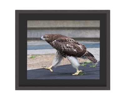 Red-Tailed Hawk Marching  Framed Print