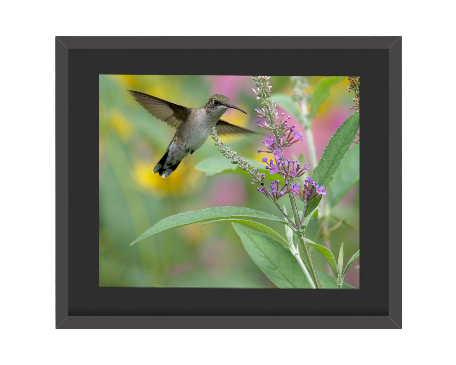 Ruby-throated Hummingbird Wings  Framed Print