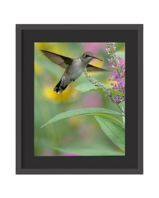 Ruby-throated Hummingbird Wings  Framed Print