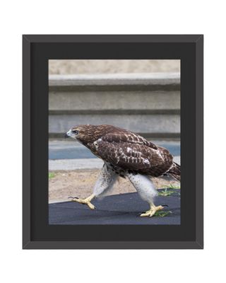 Red-Tailed Hawk Marching  Framed Print