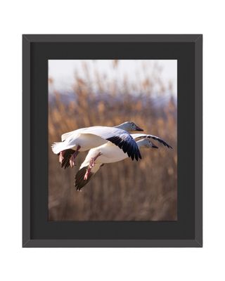 Snow Gesse Framed Print