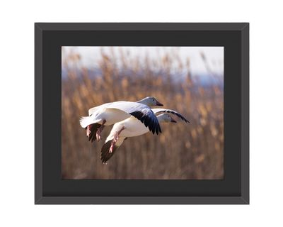 Snow Gesse Framed Print