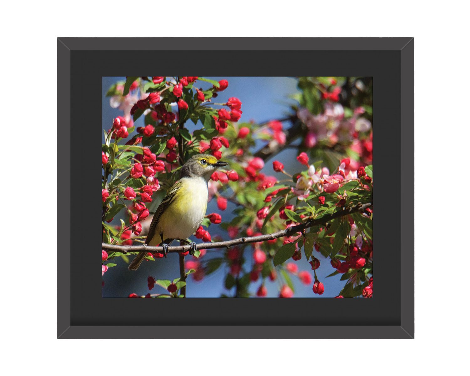 White-eyed Vireo Framed Print