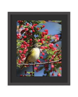 White-eyed Vireo Framed Print