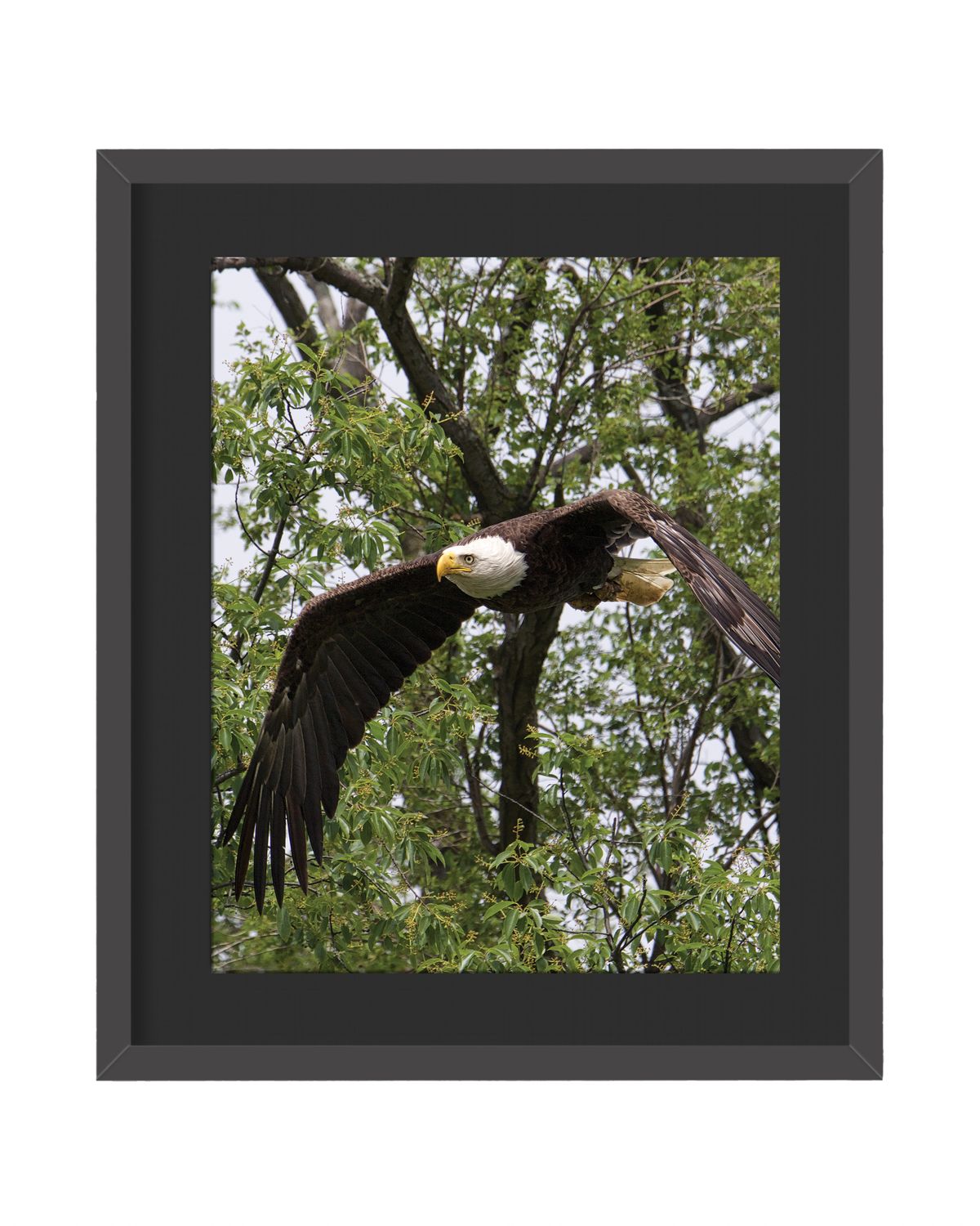 American Bald Eagle Flying Framed Print