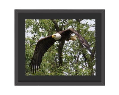 American Bald Eagle Flying Framed Print