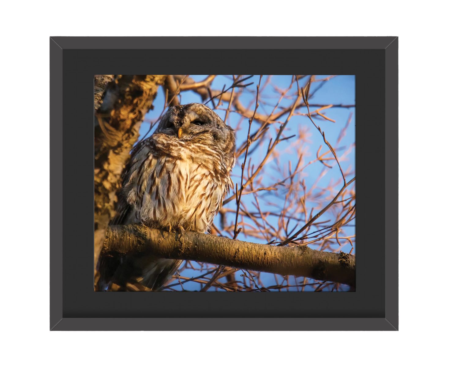 Barred Owl - Golden Framed Print