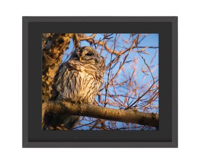 Barred Owl - Golden Framed Print