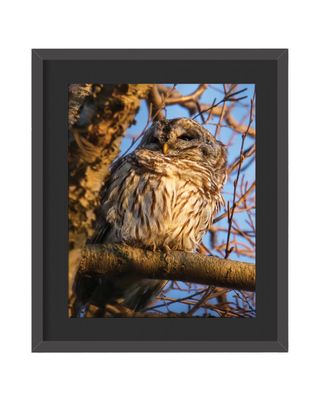 Barred Owl - Golden Framed Print