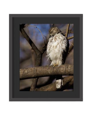 Cooper's Hawk- Golden Framed Print