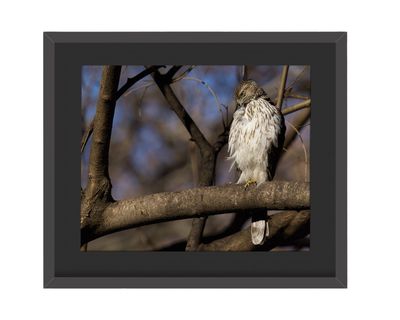 Cooper's Hawk- Golden Framed Print