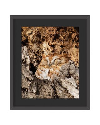 Eastern Screech Owl Amber Framed Print