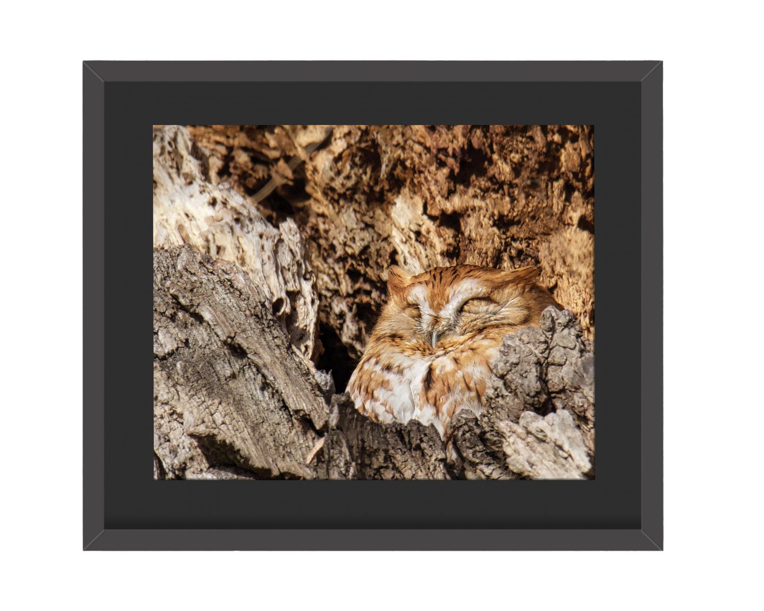Eastern Screech Owl Amber Framed Print