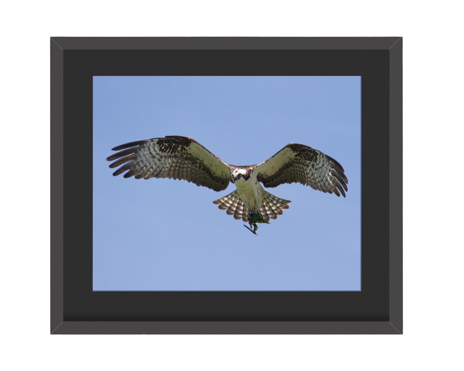 Osprey Flying Framed Print