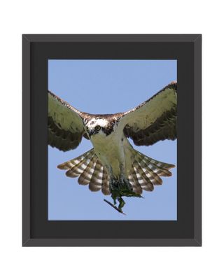 Osprey Flying Framed Print