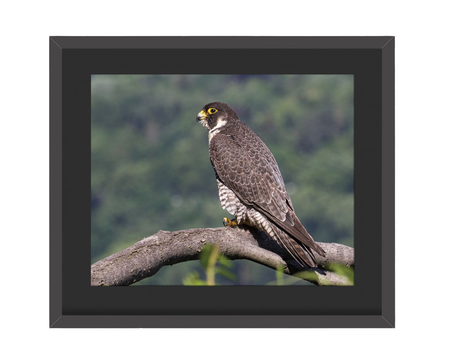 Peregrine Falcon Perched Framed Print