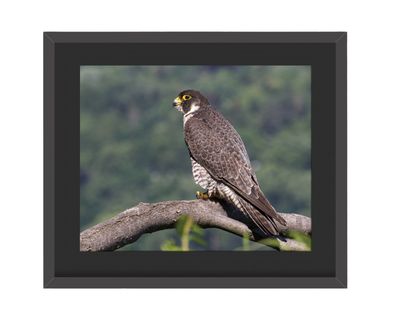 Peregrine Falcon Perched Framed Print
