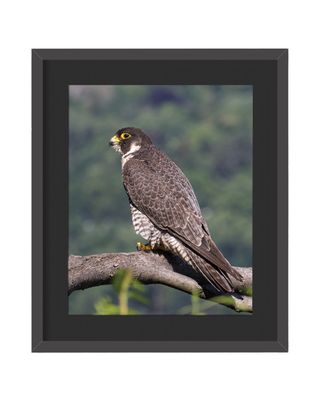 Peregrine Falcon Perched Framed Print