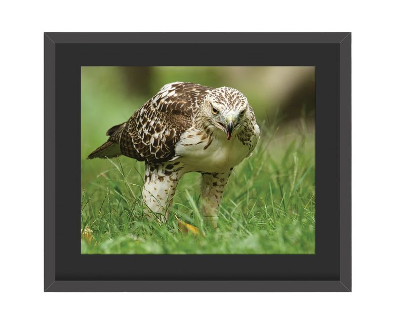 Red-Tailed Hawk Stalking  Framed Print