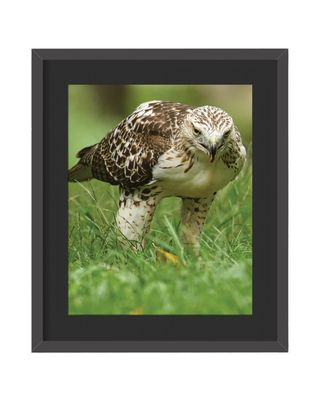 Red-Tailed Hawk Stalking Framed Print