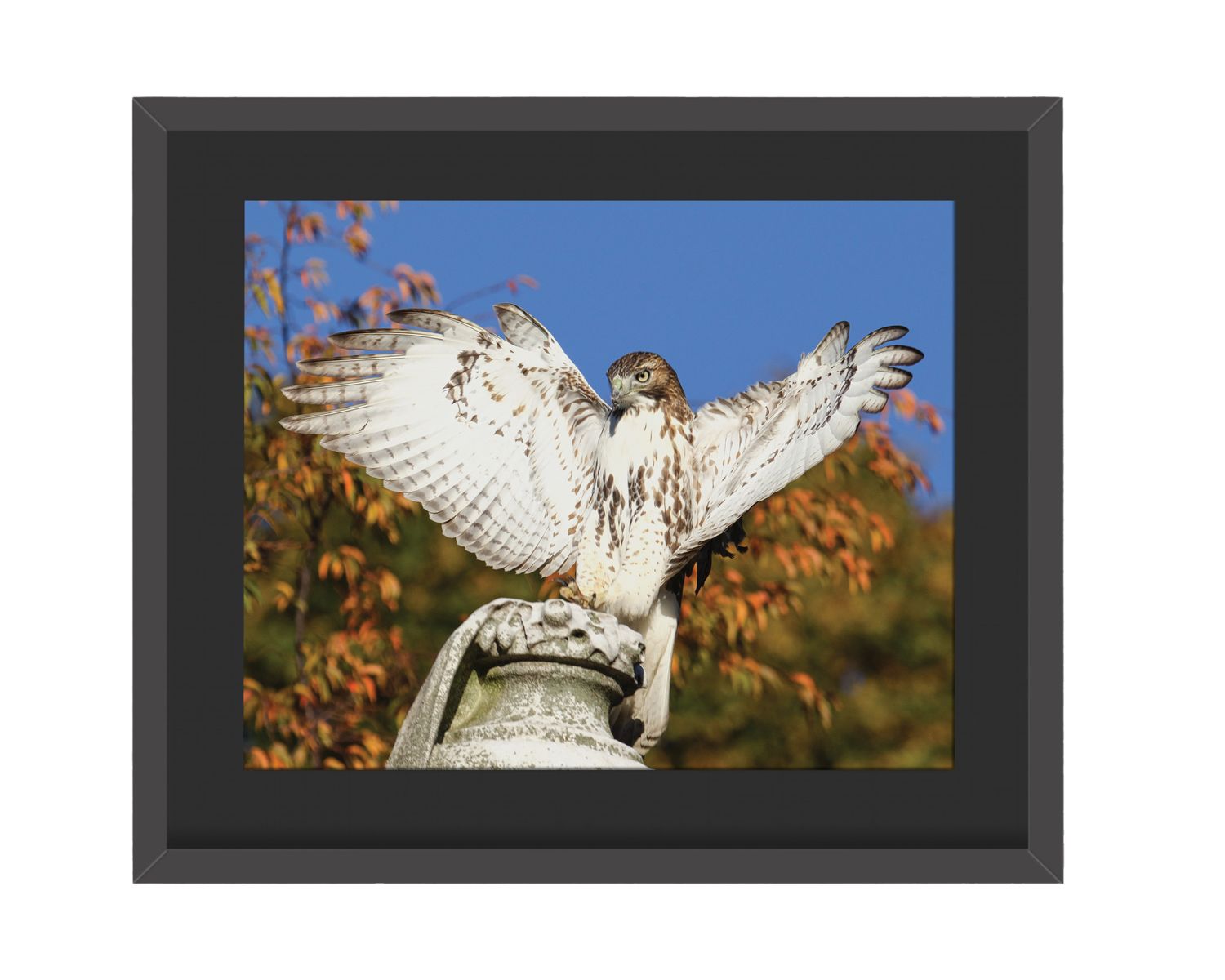 Red-Tailed Hawk Wings Out  Framed Print