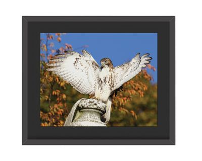 Red-Tailed Hawk Wings Out  Framed Print