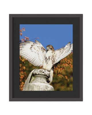 Red-Tailed Hawk Wings Out Framed Print