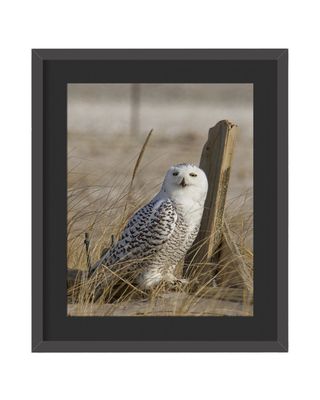Snowy Owl Lean Framed Print