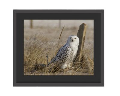 Snowy Owl Lean Framed Print