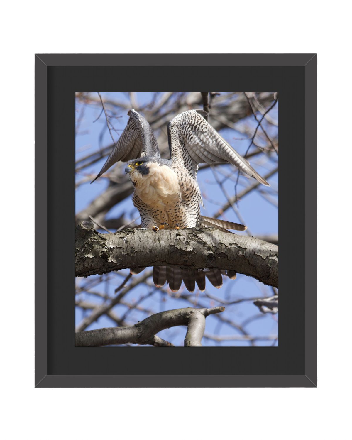 Peregrine Falcon Wings Up Framed Print