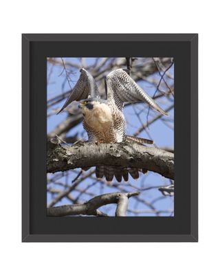 Peregrine Falcon Wings Up Framed Print