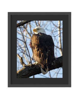 American Bald Eagle  Framed Print