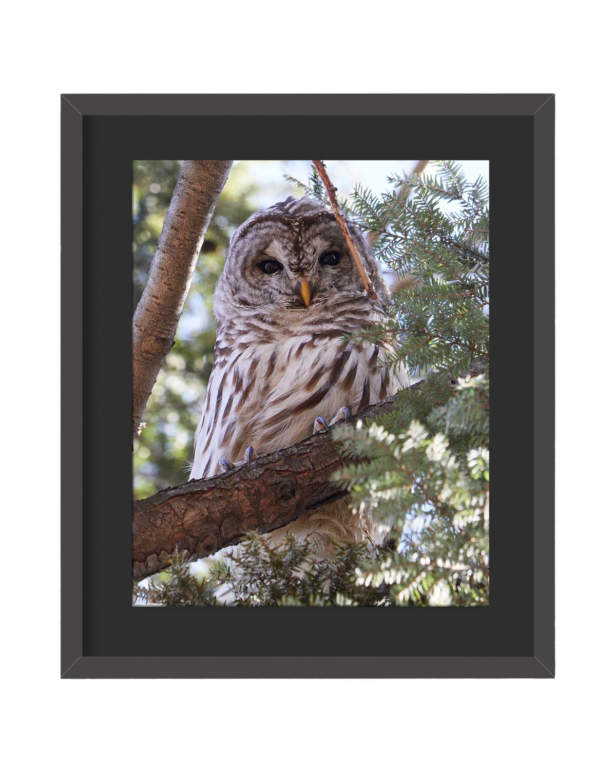 Barred Owl Stare - Framed Print