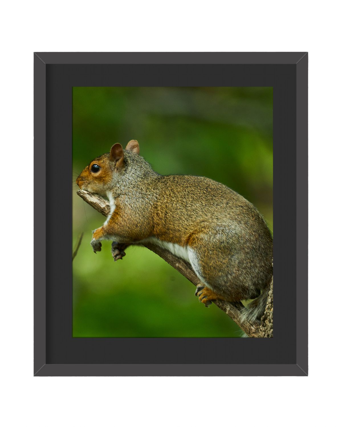 Gray Squirrel Lazy - Framed Print