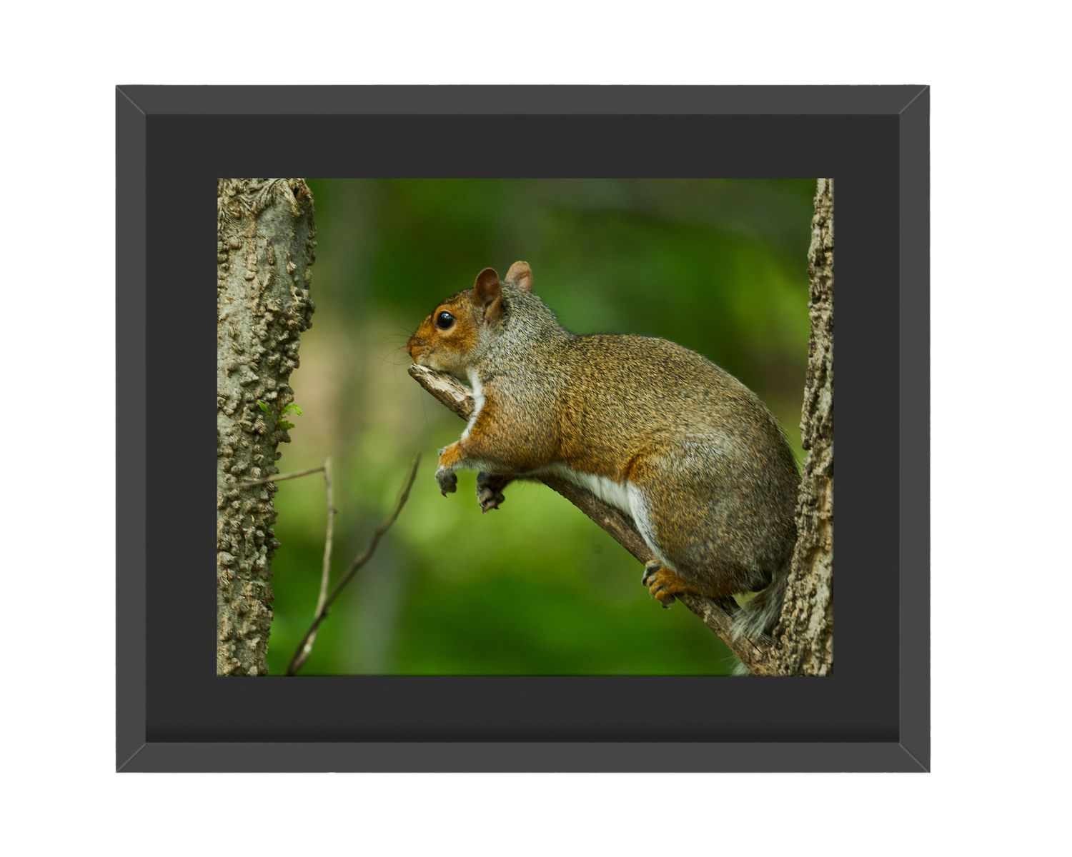 Gray Squirrel Lazy - Framed Print