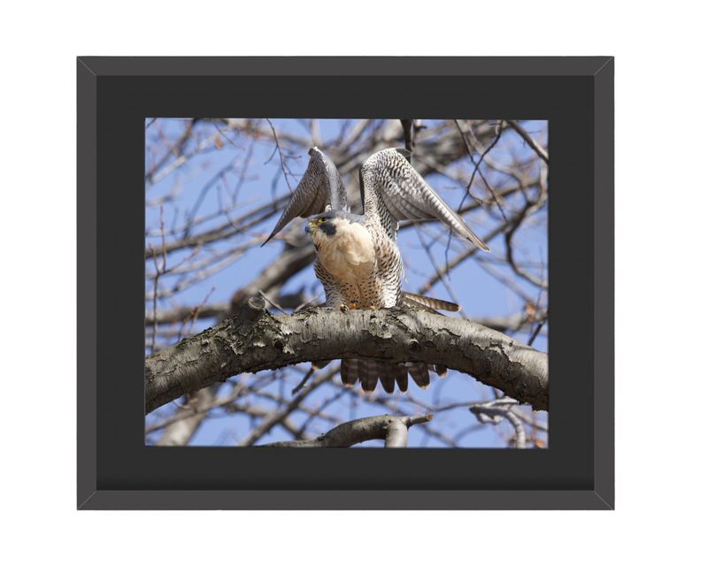 Peregrine Falcon Wings Up Framed Print