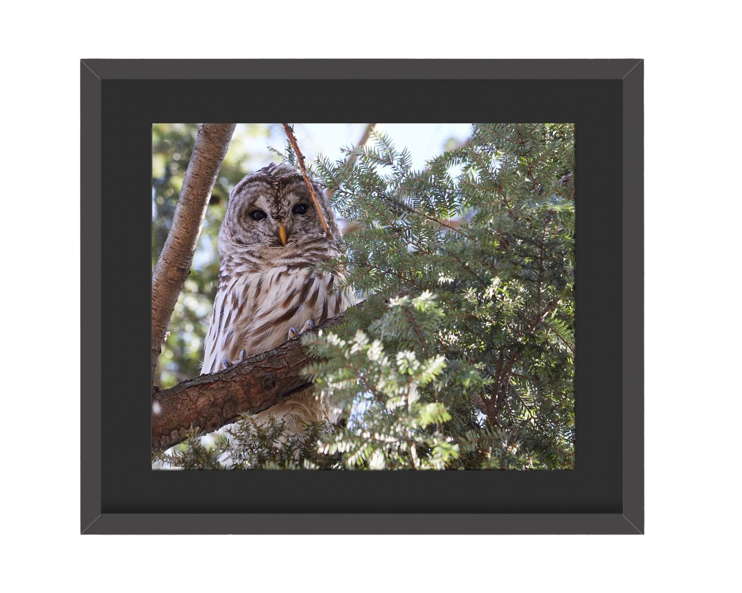 Barred Owl Stare - Framed Print