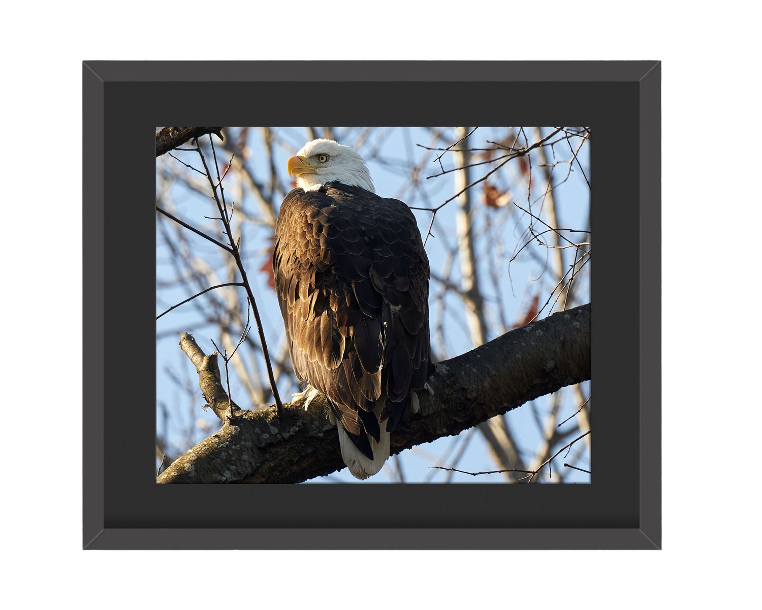 American Bald Eagle  Framed Print