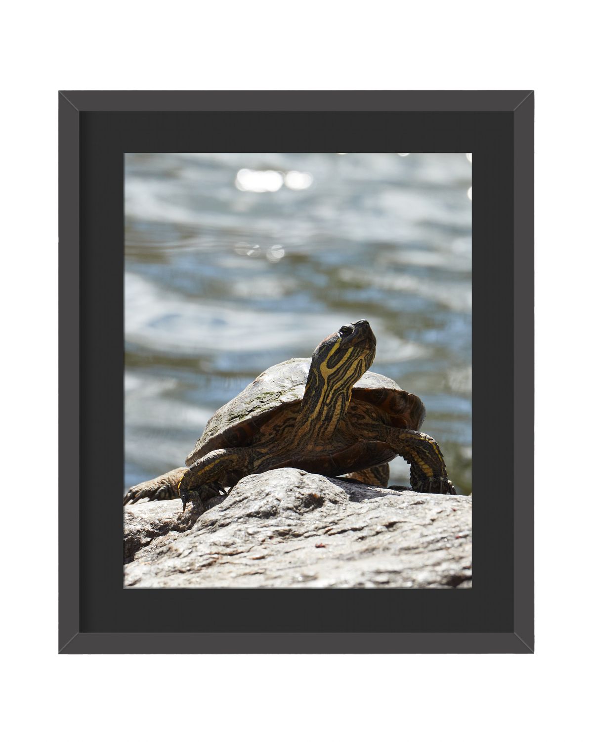 Red-Eared Slider - Framed Print