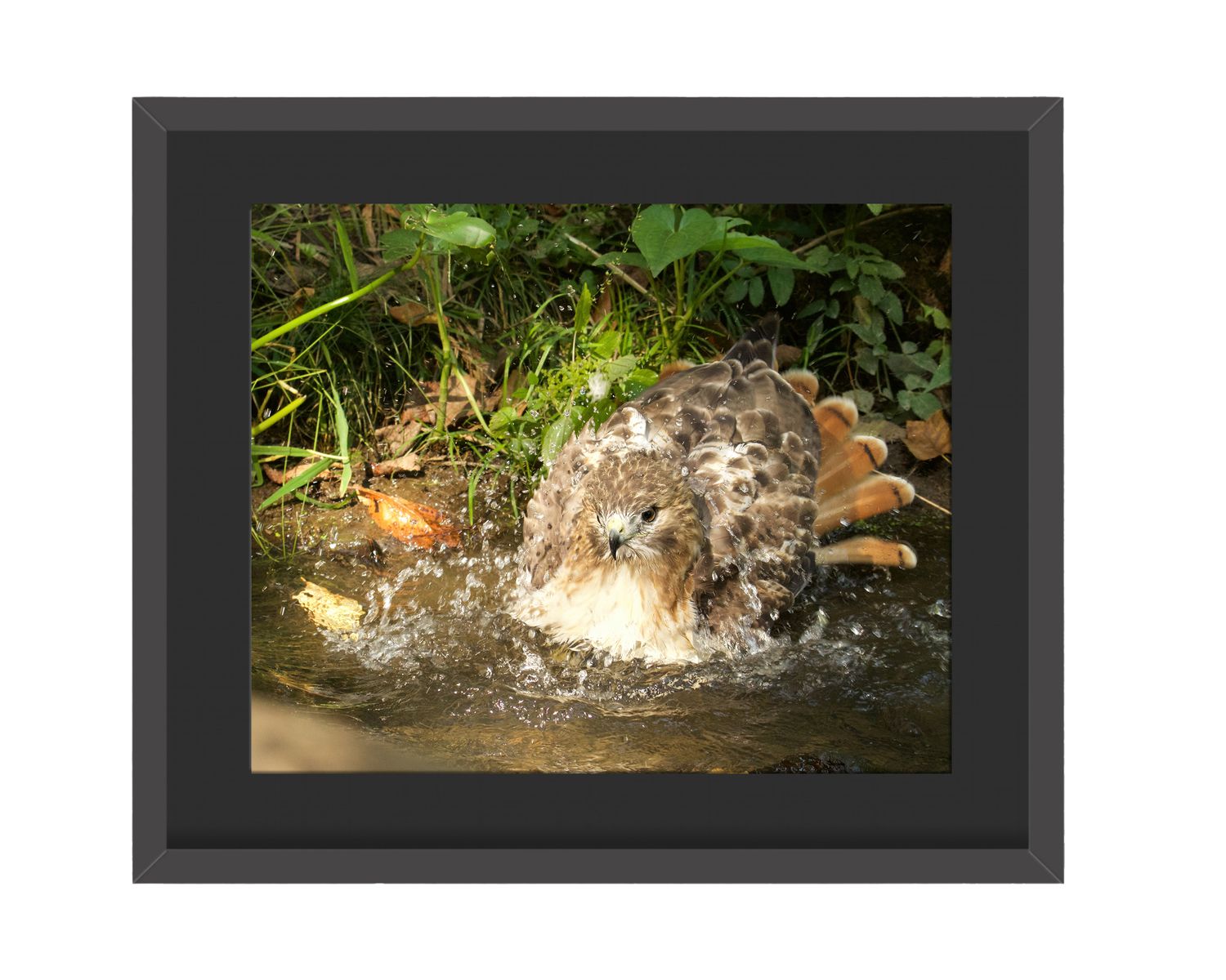 Red-tailed Hawk Bathing  - Framed Print