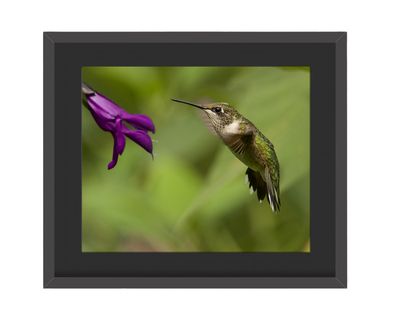 Ruby-throated Hummingbird Feeding - Framed Print