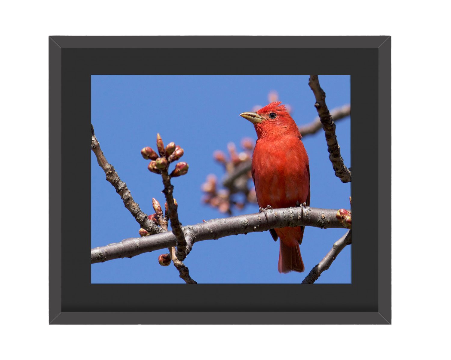 Summer Tanager - Framed Print
