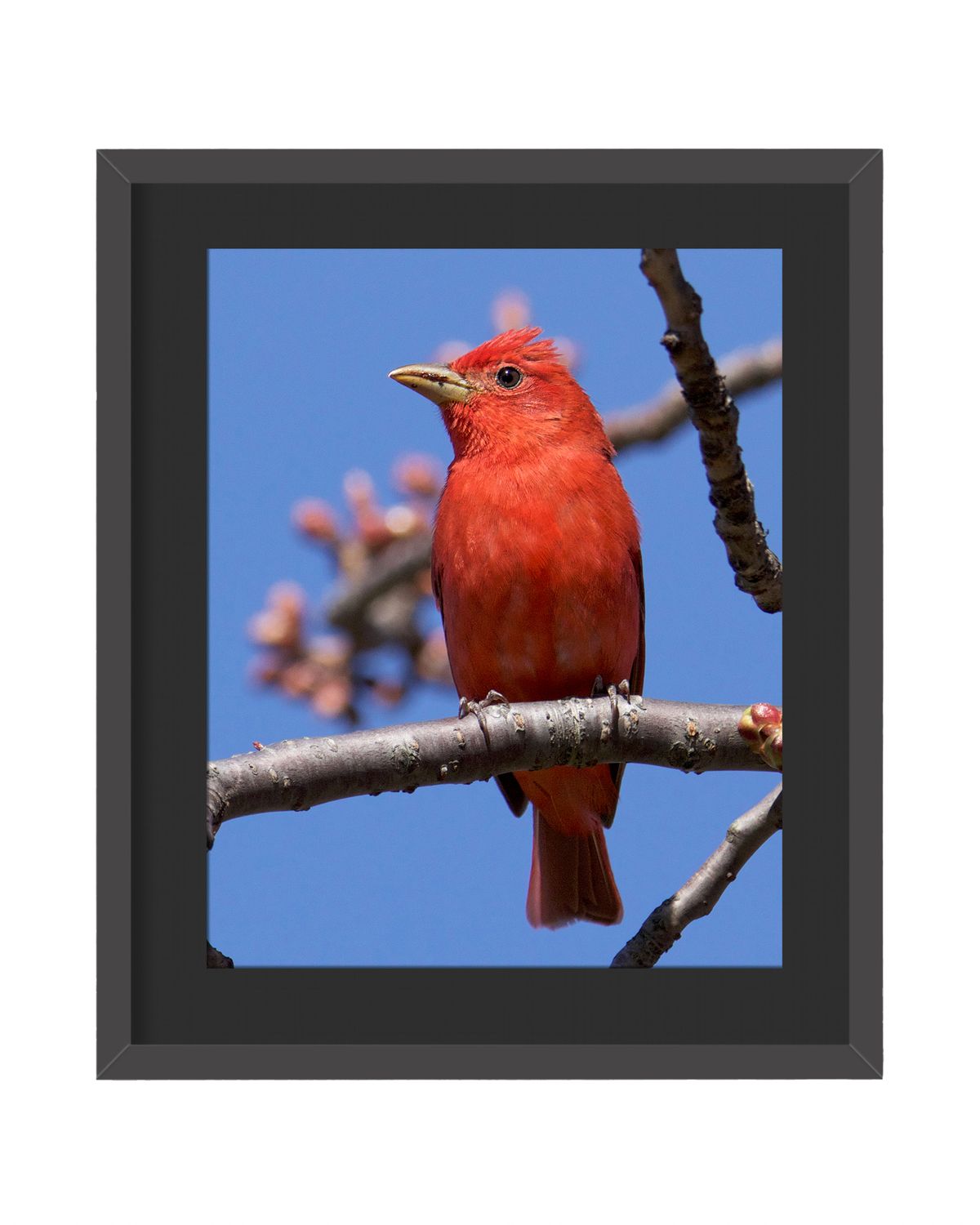 Summer Tanager - Framed Print
